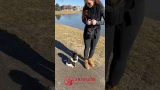 Lily the maltese shih tzu mix puppy practicing off leash obedience in Denver, CO