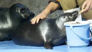 バイカルアザラシの餌やり　ニコ１歳(鳥羽水族館)