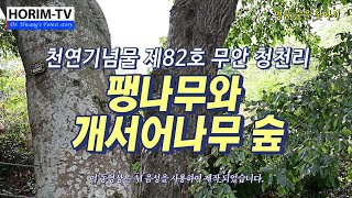 천연기념물 제82호 무안 청천리 팽나무와 개서어나무 숲, 숲 전문 HORIM-TV