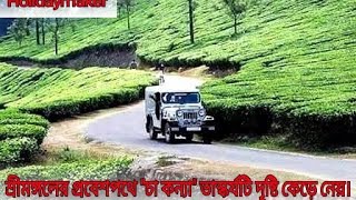 Beautiful Sreemangol Cha konna Tea Garden Travel । Tour    #Holidaymaker, #Cha konna,#srimongal,