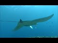 10 hours tropical scuba diving 1080hd slowtv