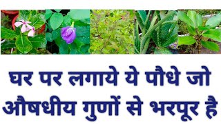 घर पर लगाये ये पौधे जो औषधीय गुणों से भरपूर है /औषधीय पौधे / Medicinal plant