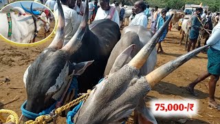 Dheshiya bull's Big size Khilari Bull video//Oxen price's video Adoni market video's