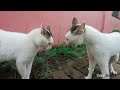 Cats Fighting and Meowing - These two are still bloody brothers