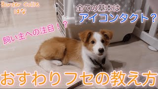 トレーニングの基本！おすわりフセの教え方【ボーダーコリー】