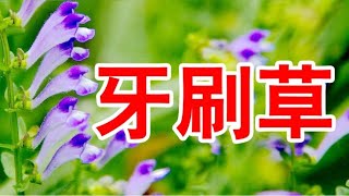 农村一种野草名叫牙刷草，又称半枝莲，用处多价值高遇见请珍惜