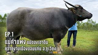 แม่คำแพง #แม่ของเขาดิน ควายงามเมืองขอนแก่น | หลานหล่าChannel