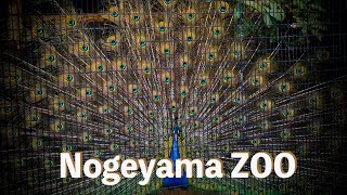 Well,let's go to Nogeyama ZOO vol 1