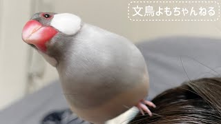 同じところを行ったり来たり飛び回る文鳥よもぎ