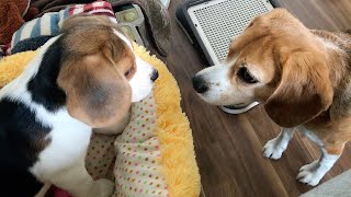 子犬のひとり遊びを観察したら激しすぎた【ビーグル多頭飼い】Beagle Puppy