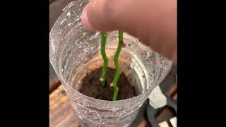 How To Grow Orchids From Stem Cuttings