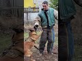 🔥police dog training. malinois apprehends an intruder. guardodessa odessa ukraine