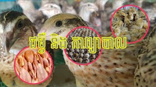 ជំងឺ ៤ ប្រភេទប្រឈមខ្លាំងចំពោះក្រួច [វិធីការពារនិងព្យាបាល] - បច្ចេកទេសចិញ្ចឹមក្រួច 081900792