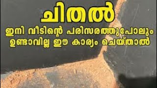 How to Get Rid of Termites permanently from Home  ചിതലിനെ എങ്ങനെ തുരത്താം