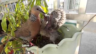 20160410 珠頸斑鳩育雛 親鳥回巢餵食雛鳥