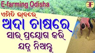 Ginger Farming in Odisha (Part 3) || ଅଦା ଚାଷର ଯତ୍ନ ।