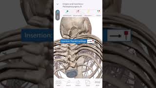 「解剖学」口蓋咽頭筋の起始と停止 Start and stop of the palatopharyngeal muscles #Short