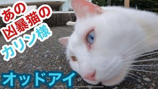 あの凶暴猫のカリン様のオッドアイが綺麗に光ってます straycats 野良猫