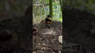 ヤマガラも食欲の秋 シネマチックで撮影 #shorts #ヤマガラ #birds #癒し #スマホ撮影