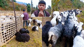 Adhiraj's first solo vlogging || Adhiraj herding sheep alone || Young shephard life in pastor Nepal