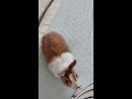 布団が嬉しくて走り回るうさぎ🐇 shorts rabbit running around with a happy futon.