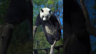 迷死人呀么么儿 #一方水土养一方熊猫 #panda #来这吸熊猫 #大熊猫