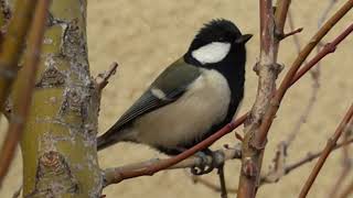 二子玉川野鳥図鑑　四十雀　シジュウカラ　2020年2月7日