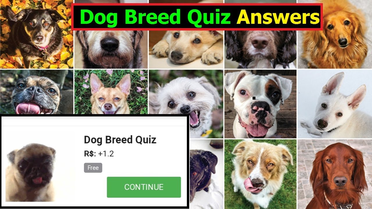 Dog Breed Quiz Answers | Can You Pass This Dog Breed Quiz Answers ...