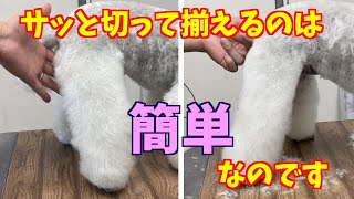 サッと切って揃えるのは実は簡単なのです【トイプードルの足のカット：トリミング】