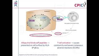 CPIC guideline for Allopurinol and HLA-B