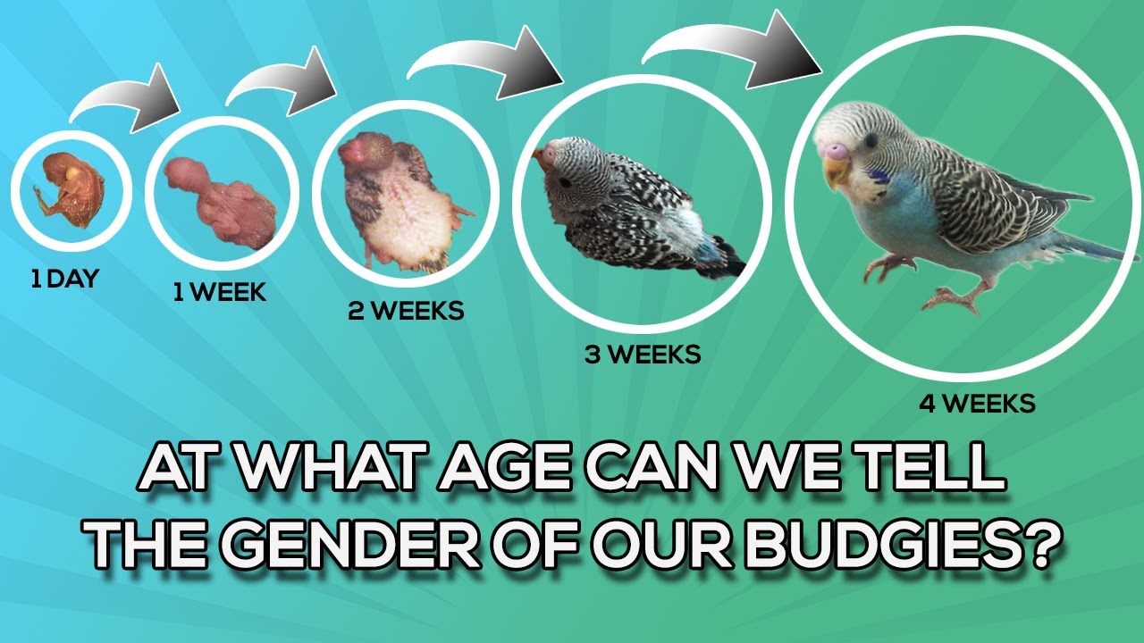 What Is The Earliest Age You Can Tell Your Budgie's Gender? - YouTube