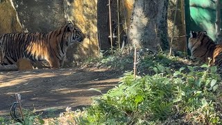 心なしか寂しそうな三つ子【‎2025年‎2月6日】【上野動物園】スマトラトラ