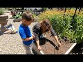 Raised Beds: Tour, Harvest, Clear Out & Planting New Crops! 😁🌿🧄 // Garden Answer