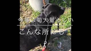 元保護犬・ロットワイラーMilleの平和な日々（大型犬）