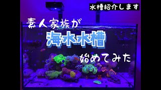 【マリンアクアリウム】素人家族が海水水槽生活始めてみた