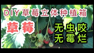 DIY草莓立体种植箱，防虫害，无霉烂，节约不少地方。