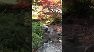 大仙公園日本庭園の紅葉