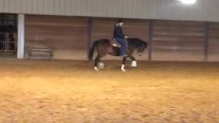 2012 Half Arabian gelding by Mega Jac