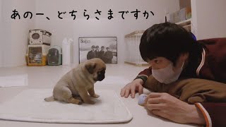 赤ちゃんパグが男一人暮らしの家にきた初日、お互いどうしたらいいかわからず困惑する様子