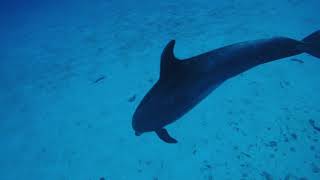 Scuba diving with Dolphin at Molokini Crater Maui / モロキニ島でドルフィンとダイビング（マウイ島）