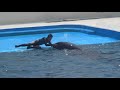 シャチに乗ったトレーナーさん達 orcas and trainers@kamogawa sea world