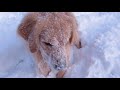 ゴールデンレトリーバーの雪遊び