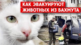 Эвакуация животных с Донбасса: Бахмут