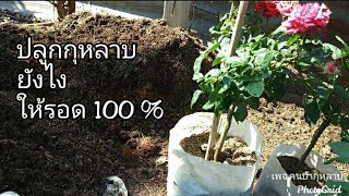 วิธีปลูกกุหลาบ | ปลูกยังไงให้รอด100% | EP.108 | คนบ้ากุหลาบ