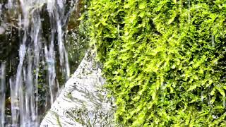 【自然音】水雫 / 1 Hour Nature Sounds - Water Drops