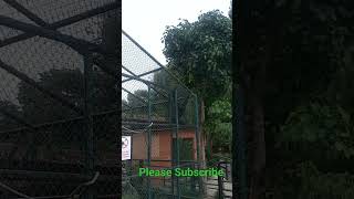 Chimpanzee in the Central Zoo Nepal