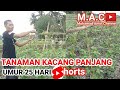 Tanaman kacang panjang di sawah umur 25 hari #Shorts