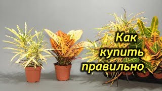 Покупка Кротона. Как выбрать здоровое растение в магазине.