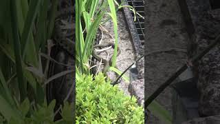 Garden visitor. #grasssnake