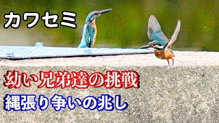 カワセミ幼い兄弟達の挑戦！縄張り争いの兆し！？